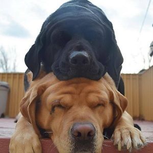 Meet your Posher, Jolie